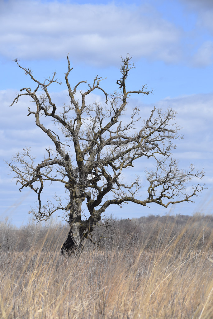 Oak Savanna An oak tree in the oak savanna at Minnesota Va… Flickr