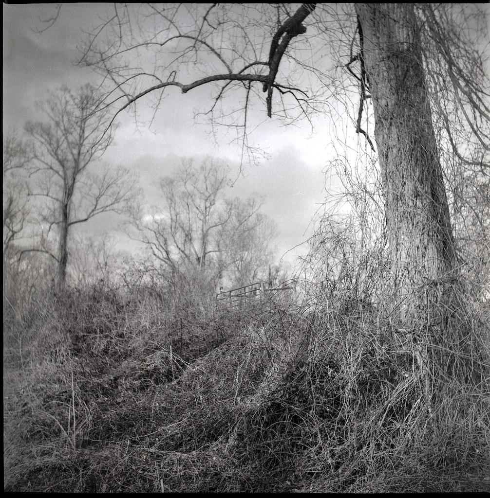 knarly tree limb, winter landscape, Biltmore Estate, Asheville, NC