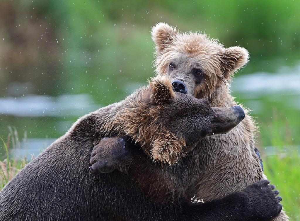 Give Someone a Great Big Bear Hug for BEAR With Me Monday … Flickr