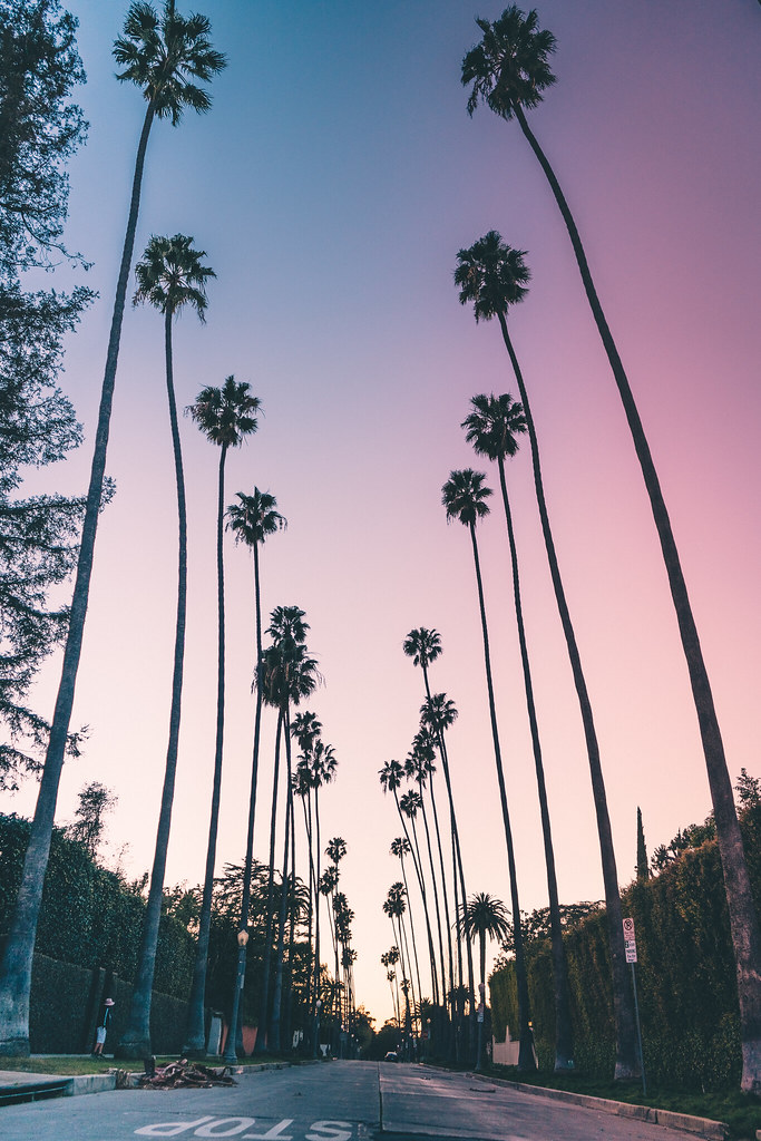Koreatown (LA) Those palm trees at sunset are a sight to s… Beverly Trillz Flickr