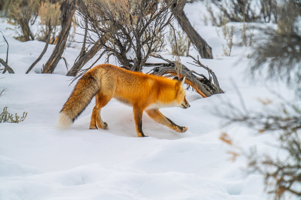 Red Fox Hunting Yellowstone National Park Winter Wildlife Sony A7R4