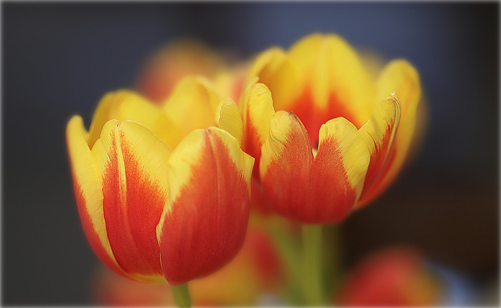 Tulips make me happy "Flowers heal me. Tulips make me happ… Flickr