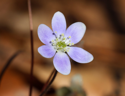 Roundlobed Hepatica Roundlobed Hepatica (Anemone america… Flickr