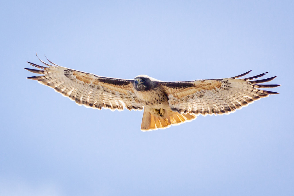 Re Canon 5DMKIV vs R7, 7DMKII and 90D For Bird Photography Canon EOS