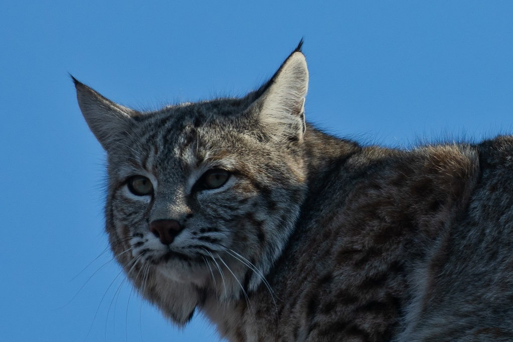 Bobcat (Queen) Colorado Springs March 18. 2021 Bob Russell Flickr
