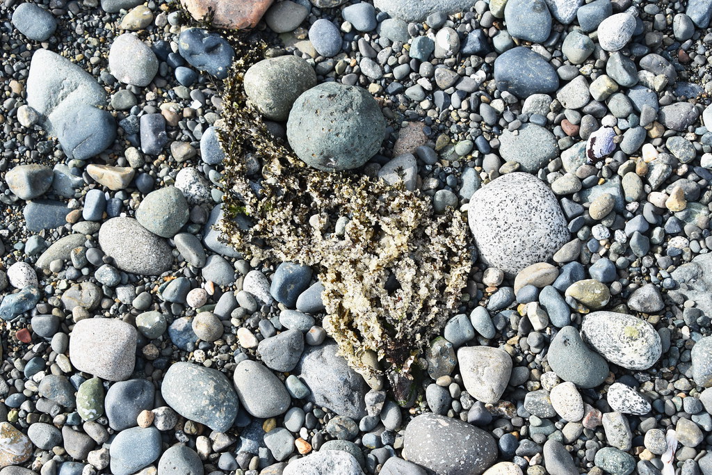 Herring eggs on seaweed Cape Lazo, K'omoks, Vancouver Isla… Flickr