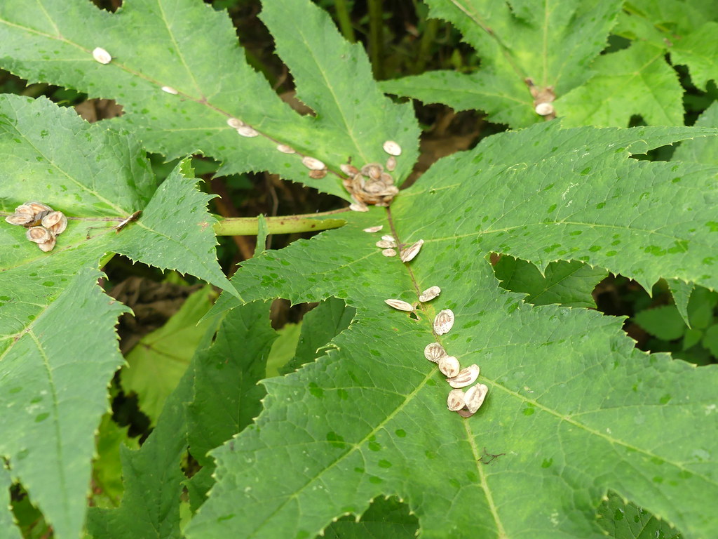 Giant hogweed Giant hogweed seeds Scottish Invasive Species