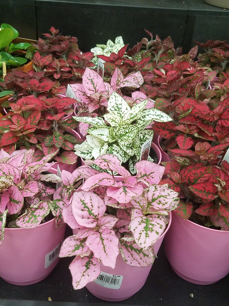 Polka Dot Plants At Our Local Meijer Store Flower Departme… Flickr