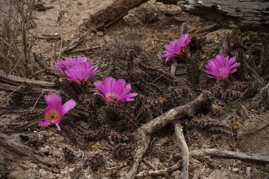 South Texas Plains Flickr