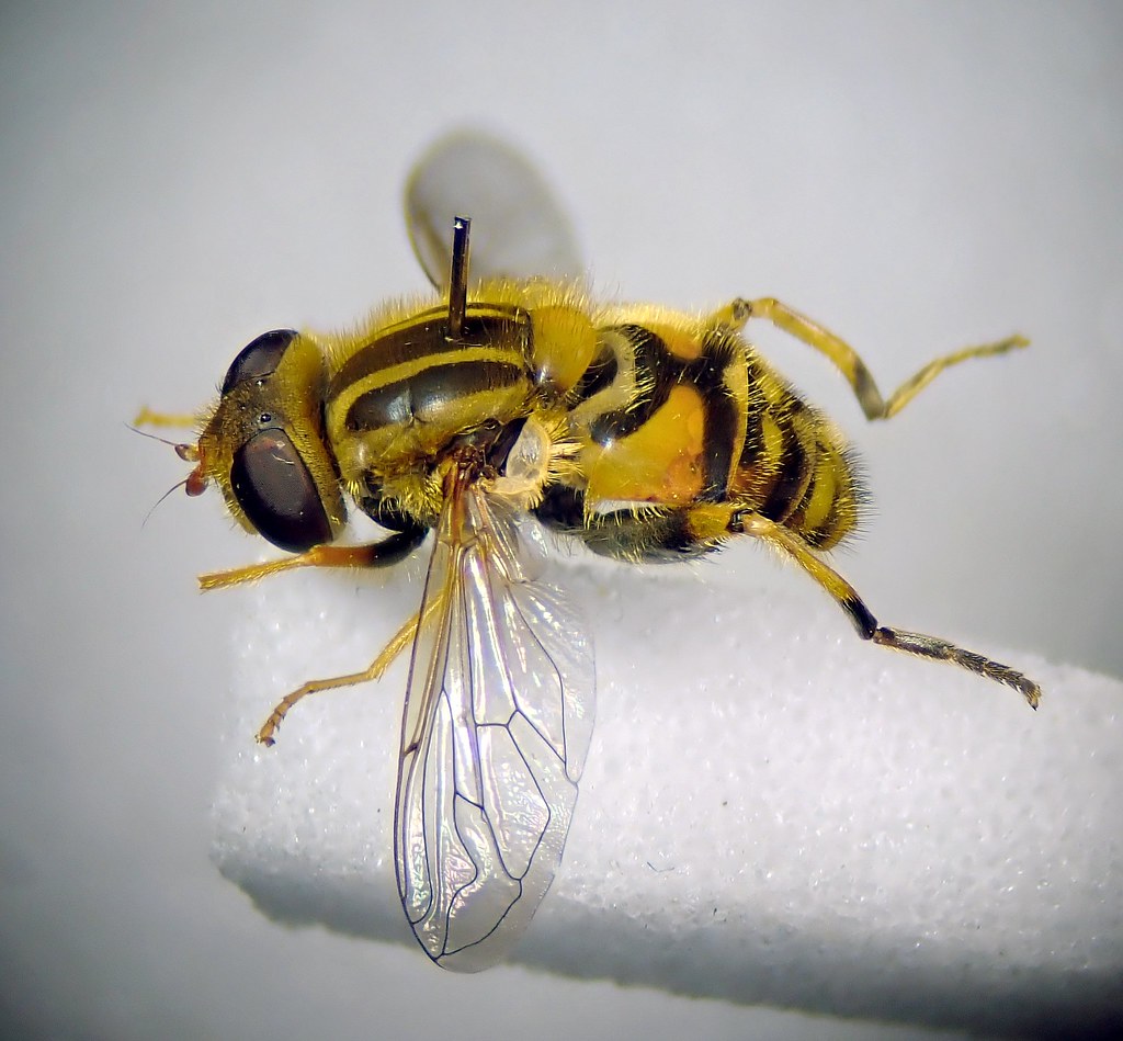 Parhelophilus frutetorum pinned female Horse Eye Level, … Flickr