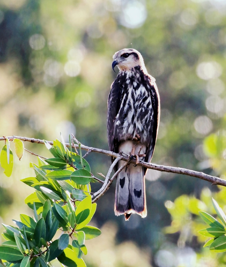 Snail Kite (Juvenile) Rostrhamus sociabilis Mexico John Tomsett Flickr