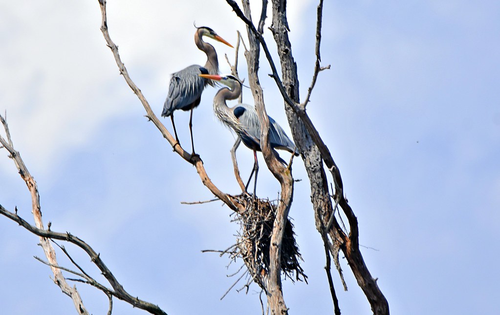 Great Blue Heron (Nesting) Ballston Spa, NY Kevin Walker Flickr