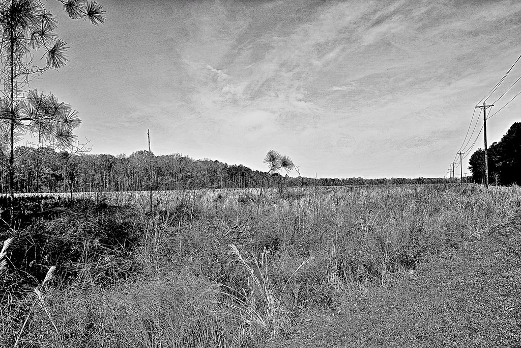 “Field and Forest in Monochrome” 3/25/2021 Congaree Creek … Flickr