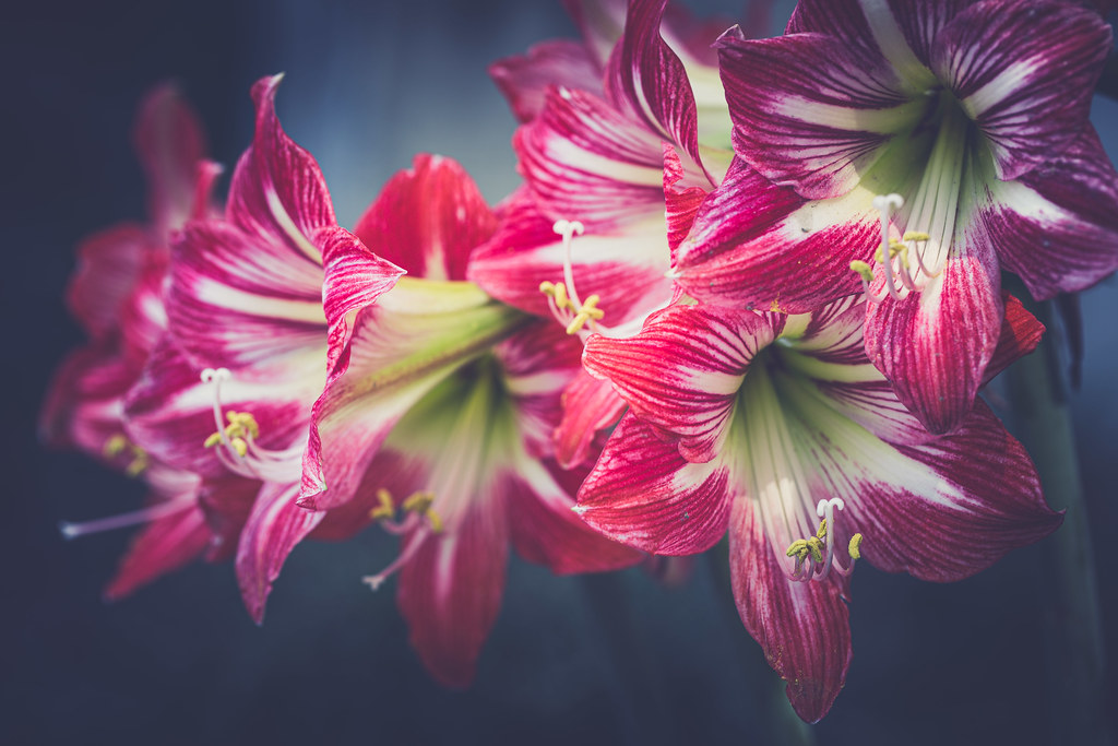 They only bloom in March Flowers for Marcy!🙏💕 Flickr