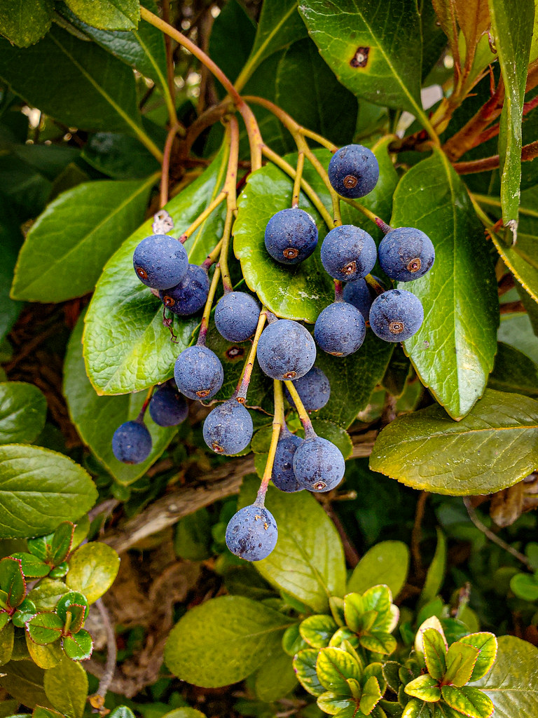 Indian Hawthorne berries a photo on Flickriver
