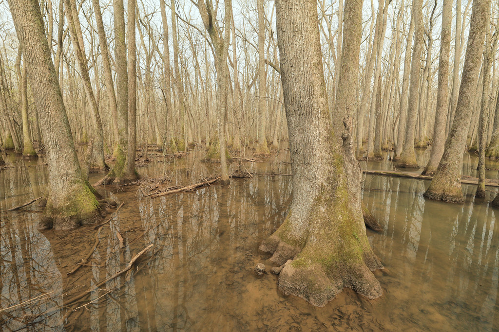 Flickriver Photoset 'Swamps and Wetlands, Alabama' by Alan Cressler