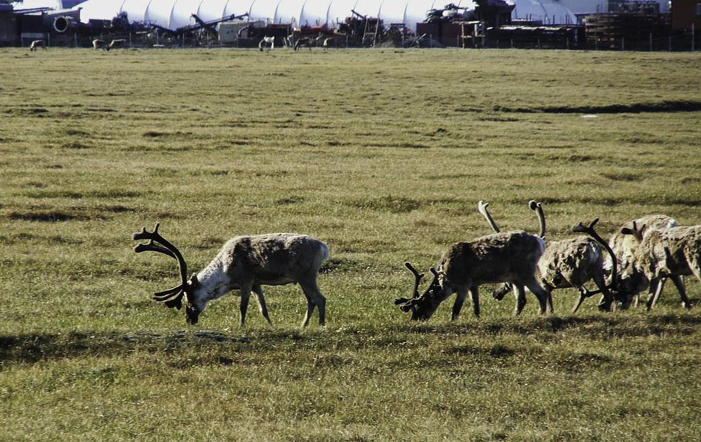 Caribou at Prudhoe0333 Caribou grazing among the Prudhoe … Flickr