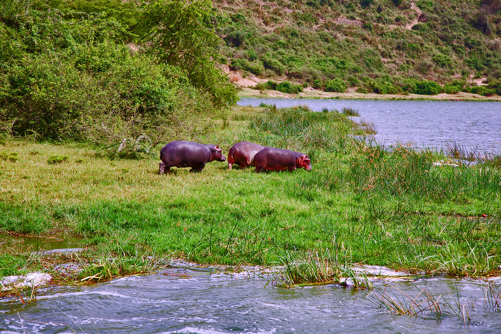 _MG_1619 en route pour le bain dans le lac Edouard Annie Leroy Flickr
