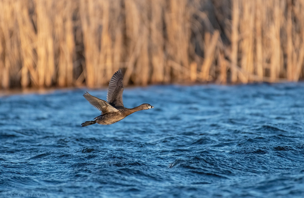I knew that they can fly!! Piedbilled grebes, like all gr… Flickr