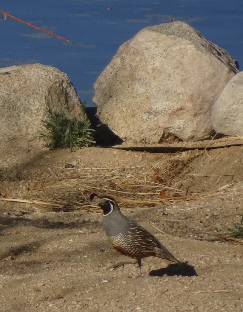 Lone Pine Airbnb candidates Flickr