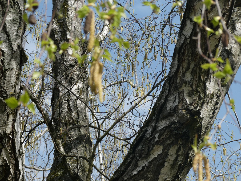 Birke Birke (unbestimmt) (Betula indet.) (c) Margot Neubau… Flickr