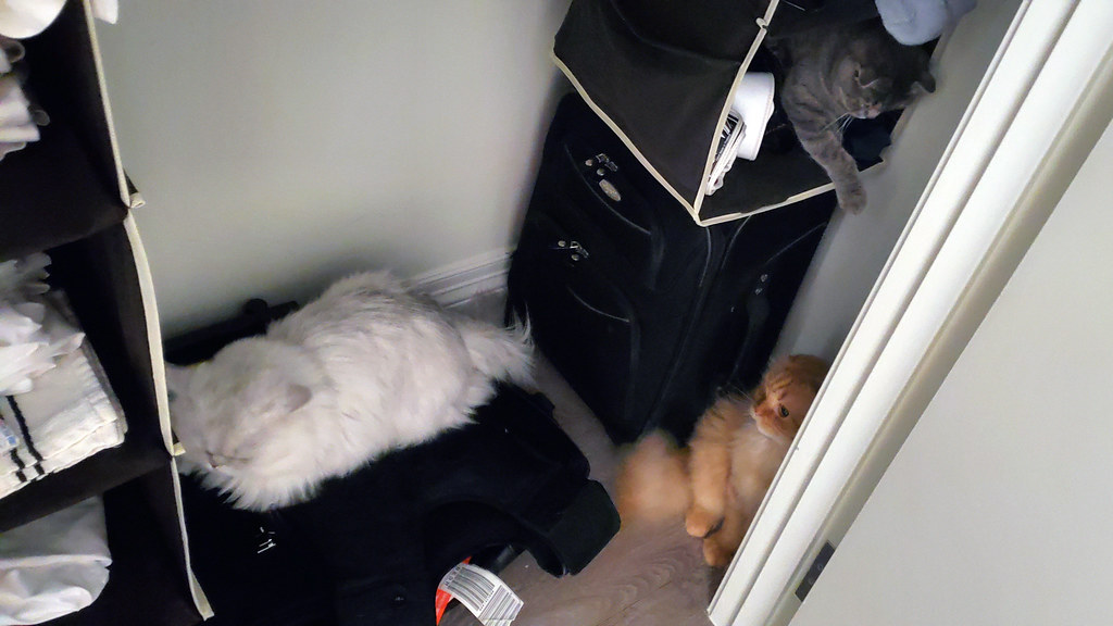 Cats in the closet Adam Flickr