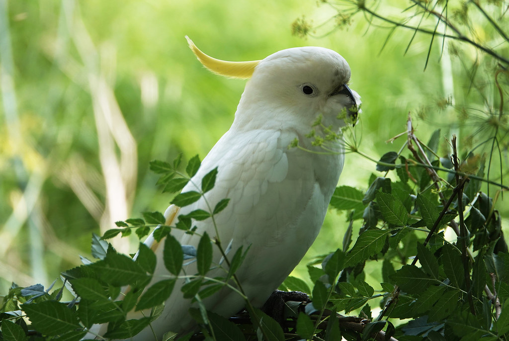 Home Alone baby cockatoo Debbie S Flickr