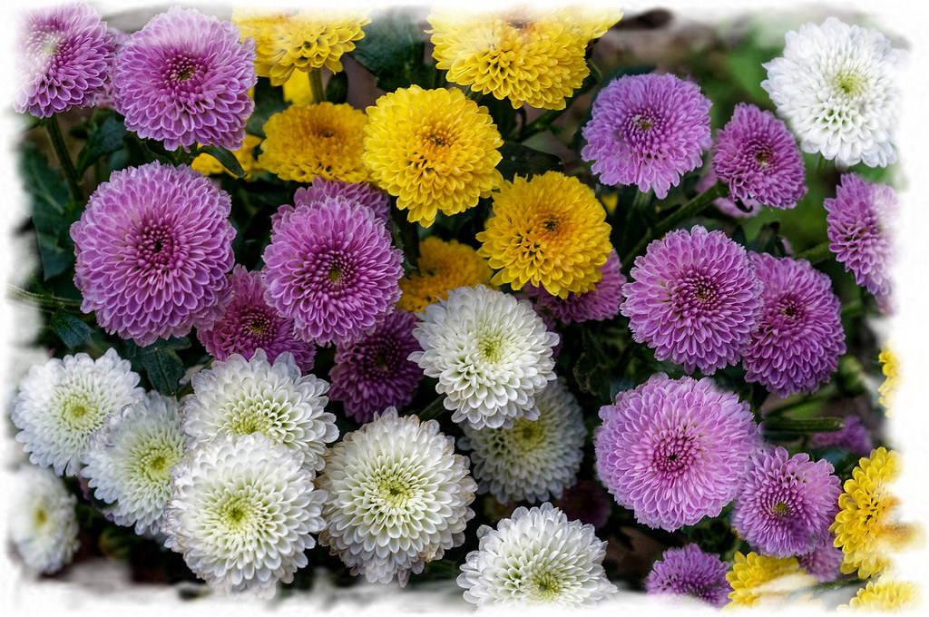 Chrysanthemum three colour Winter flowers in Australia Flickr