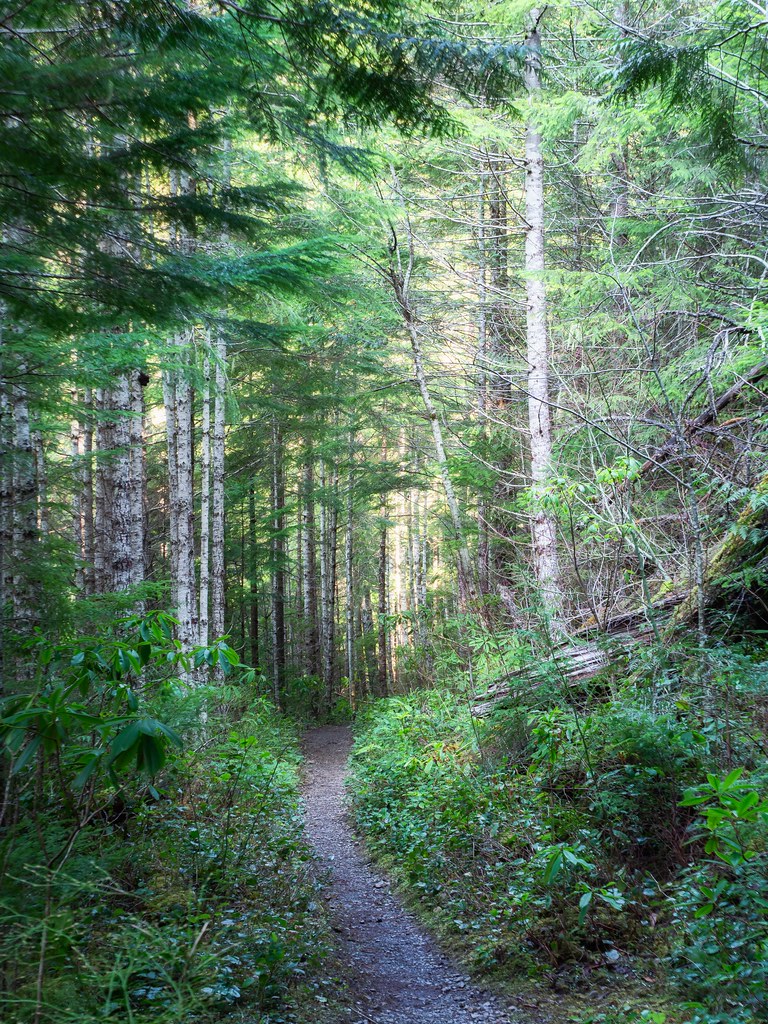 Along the way Lower Big Quilcene trail. Matthew Lewis Flickr