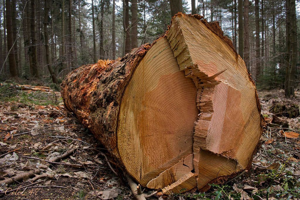 Western Red Hemlock a photo on Flickriver