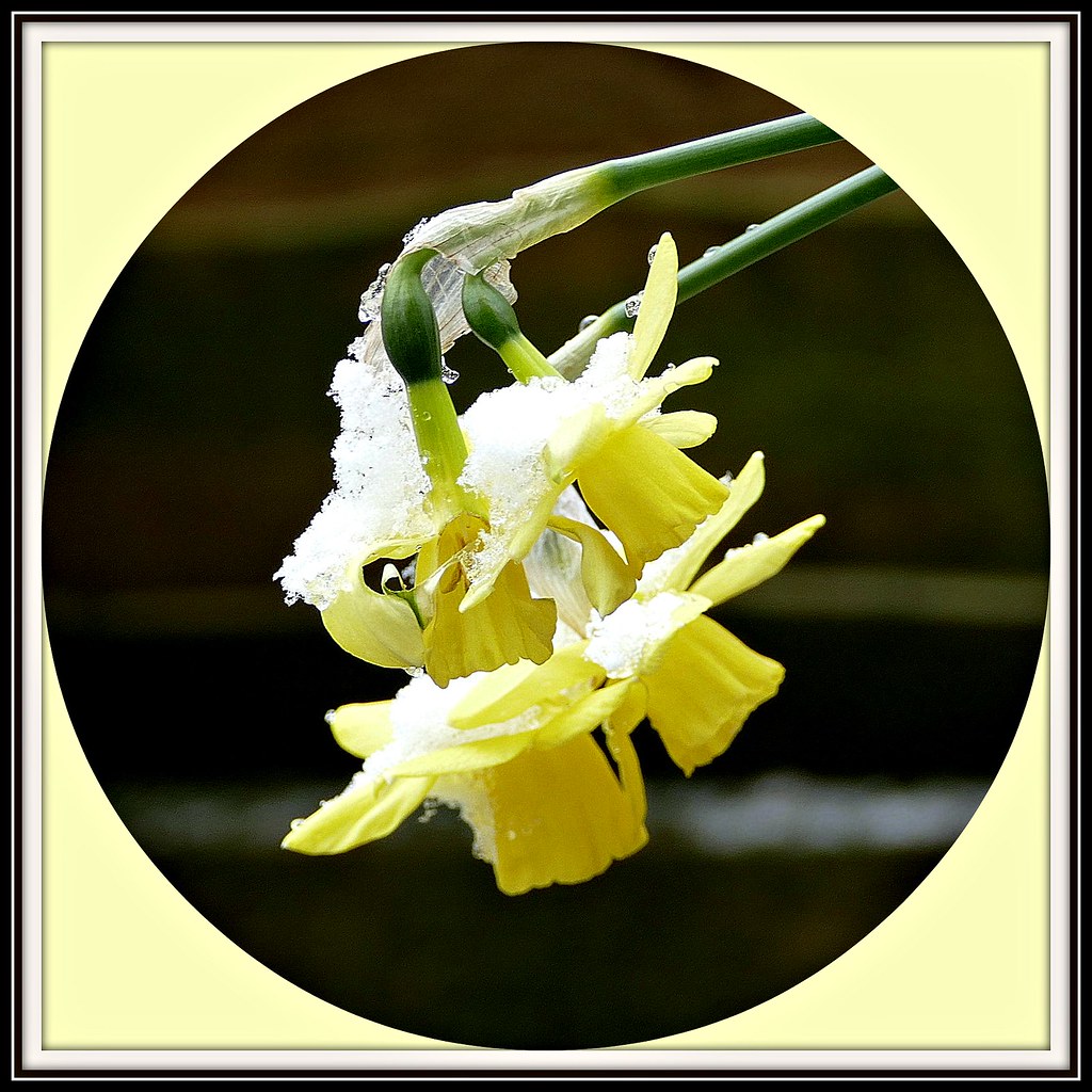 Frozen Daffodils ( They have survived, and are now stood … Flickr