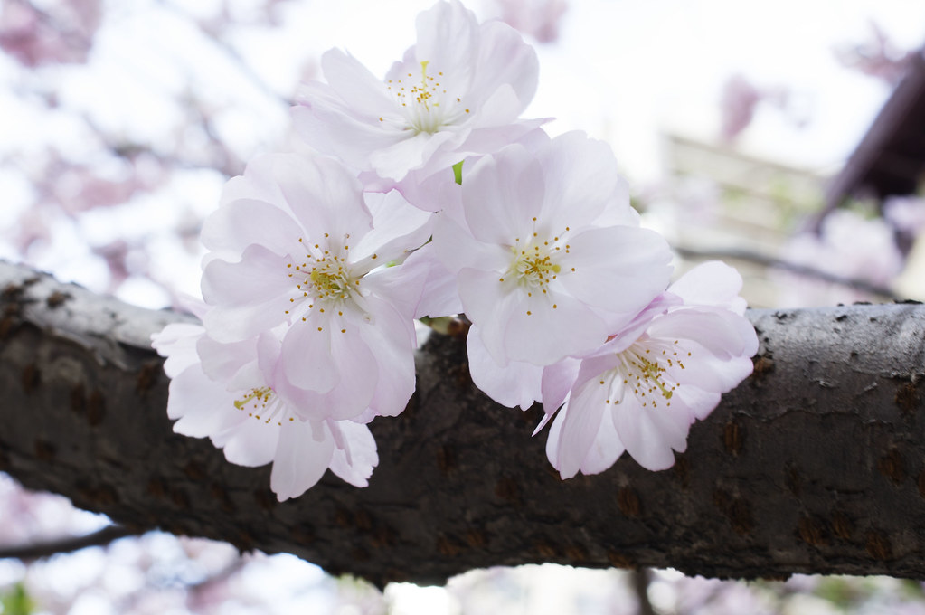 First Cherry Blossoms Spring Flowers, Dearborn Street, Chi… Flickr