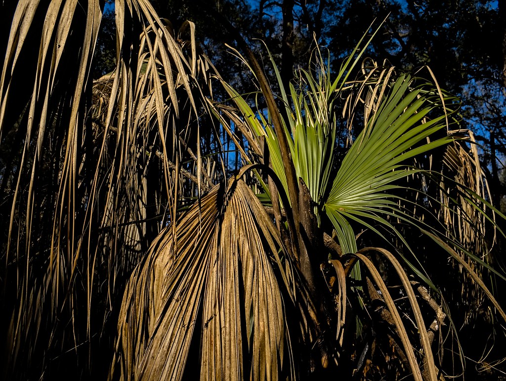 Scorched Palm fronds Prescribed burn area, Fort Cooper Sta… Flickr
