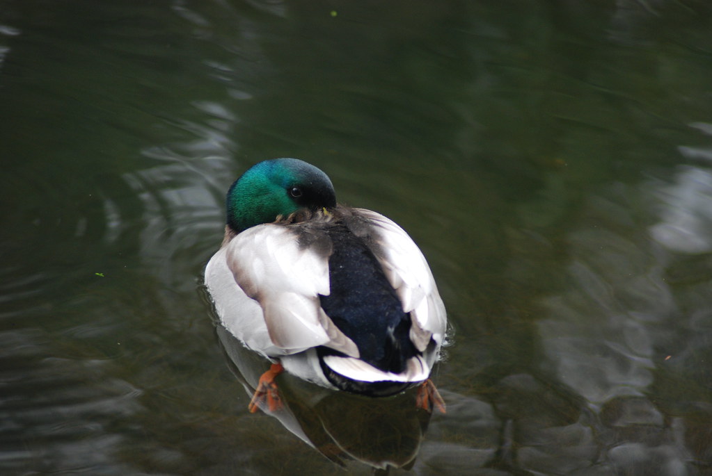 Lockdown ducks Cian Ginty Flickr