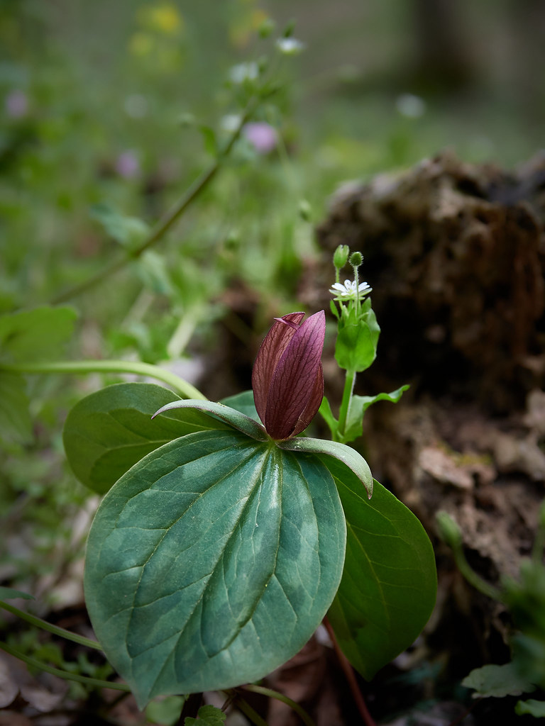 Trillium 2021 EMD91120 Dinsmore Woods Park, Boone County… Flickr