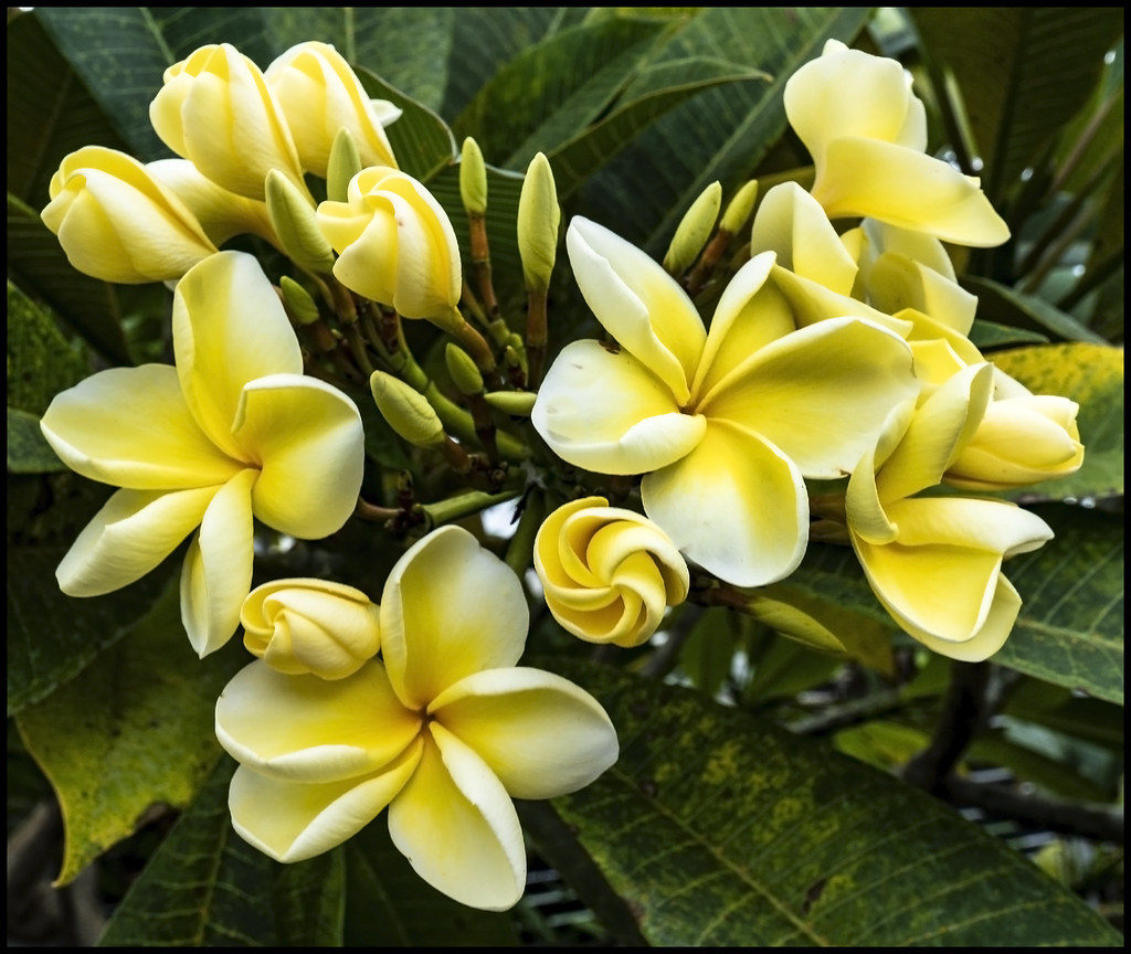 Yellowish Frangipani at Newport1= Yellowish Frangipani at… Flickr