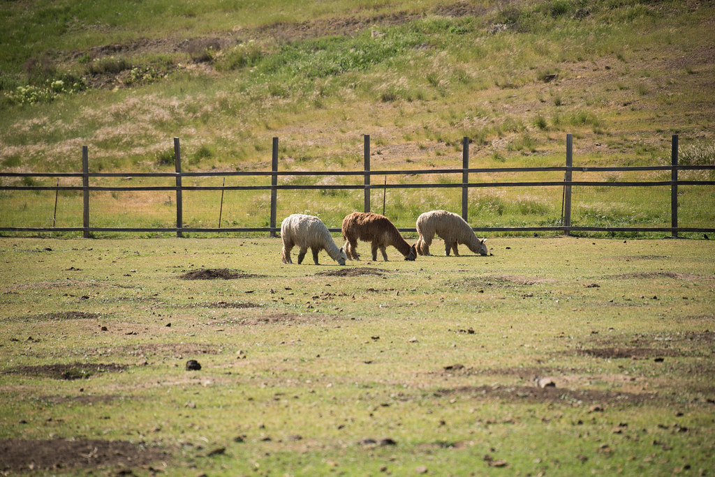 Gilroy Ostrich Farm Gilroy 10 April 2021 Jose Joseph Flickr