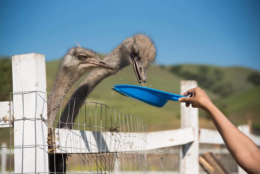 Ostriches Gilroy Ostrich Farm 10 April 2021 Jose Joseph Flickr