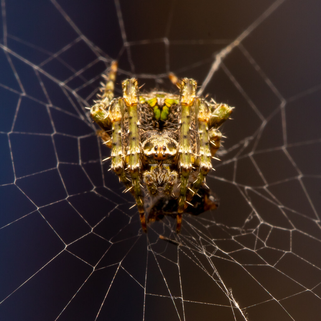 Orb Weaver on Web | Kevin Long | Flickr