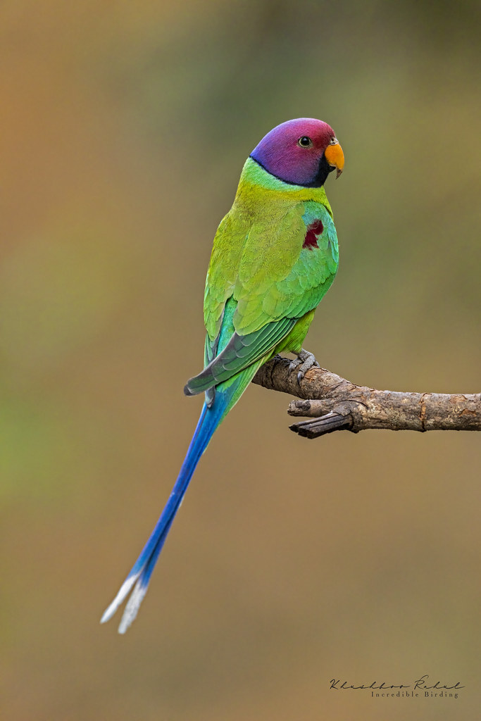 The plumheaded parakeet (Psittacula cyanocephala) Flickr