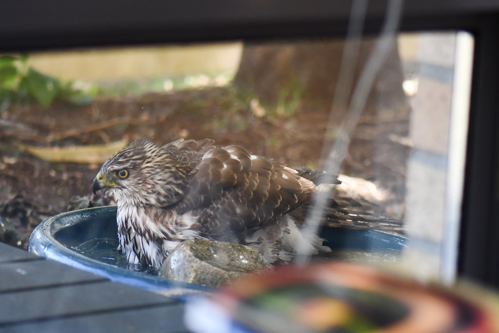 Cooper's Hawk in bird bath Vancouver, B.C., Canada Flickr