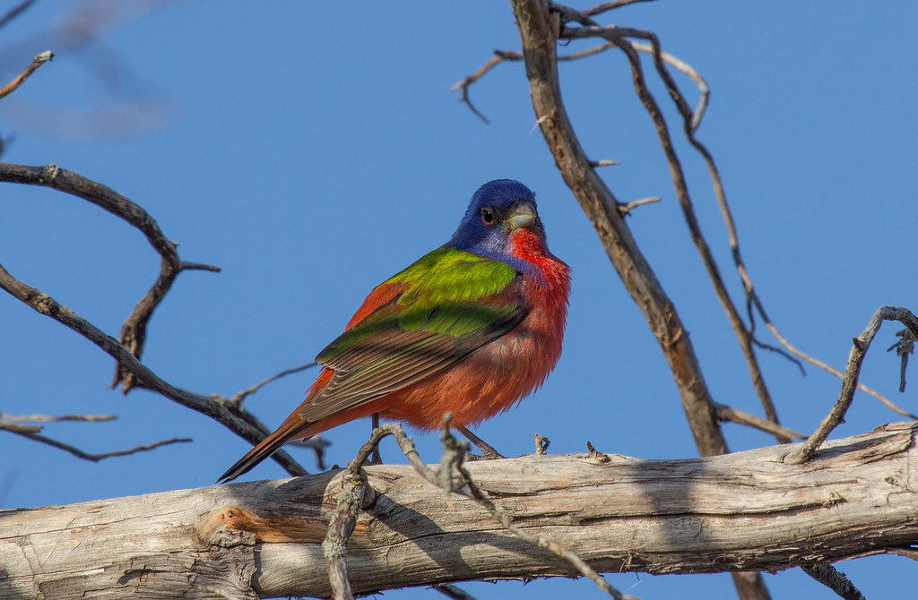 Painted Bunting Conservation Big Year, Wichita Mountains W… Flickr