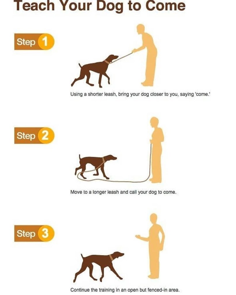 How to Train Your Dog to Come When Called Follow easydo… Flickr