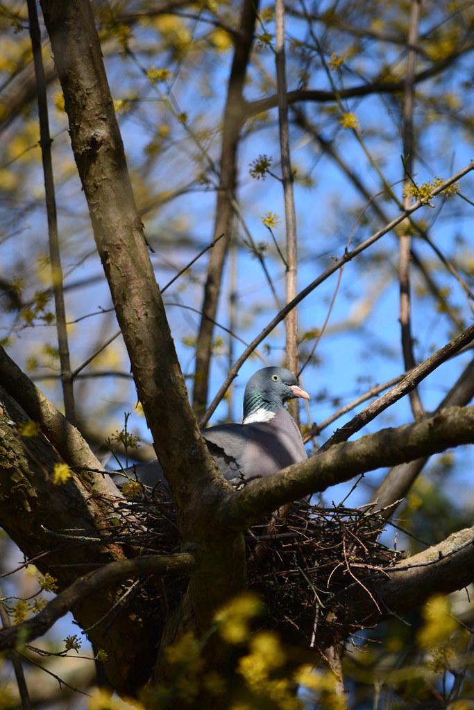 Common wood pigeon in nest Florian Hardwig Flickr
