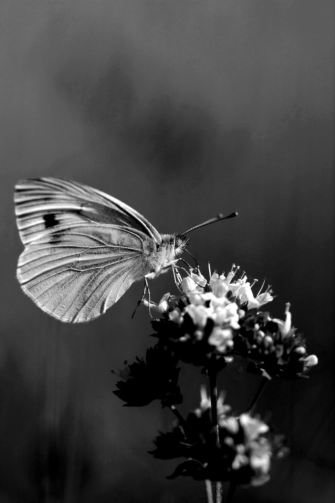 Butterfly Dress greys Wrenware Flickr