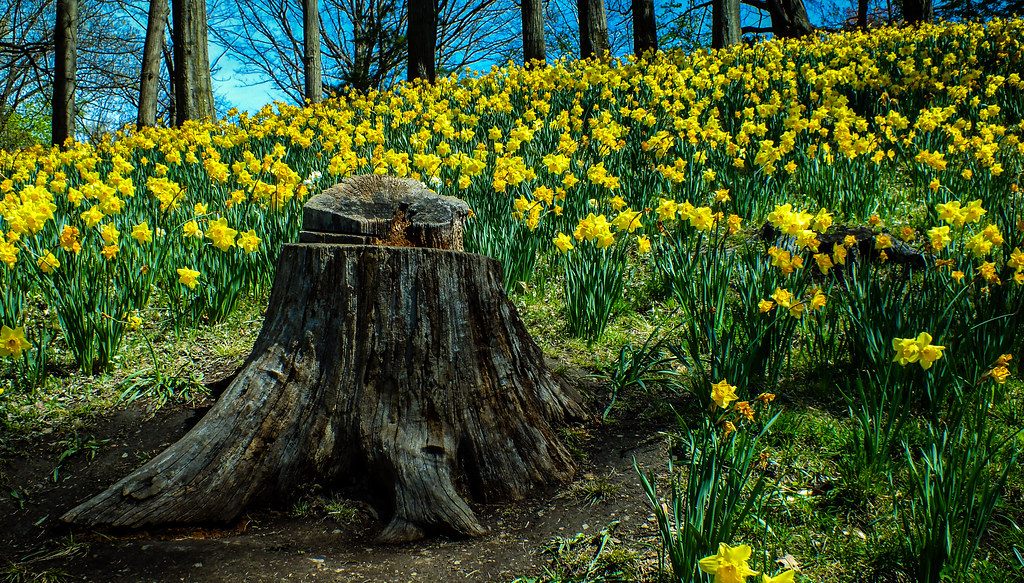 Daffodil Hill Lake View Cemetery Cleveland, Ohio PunkRawkRiotGrrl