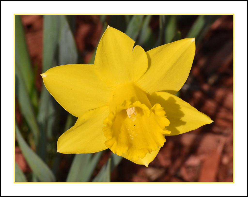 My Daffodils are Blooming I have a few daffodils on either… Flickr