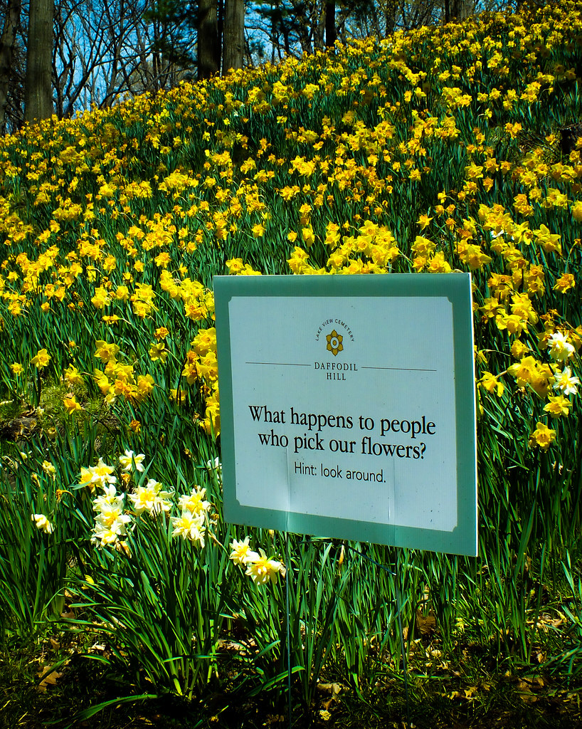 Daffodil Hill Lake View Cemetery Cleveland, Ohio PunkRawkRiotGrrl