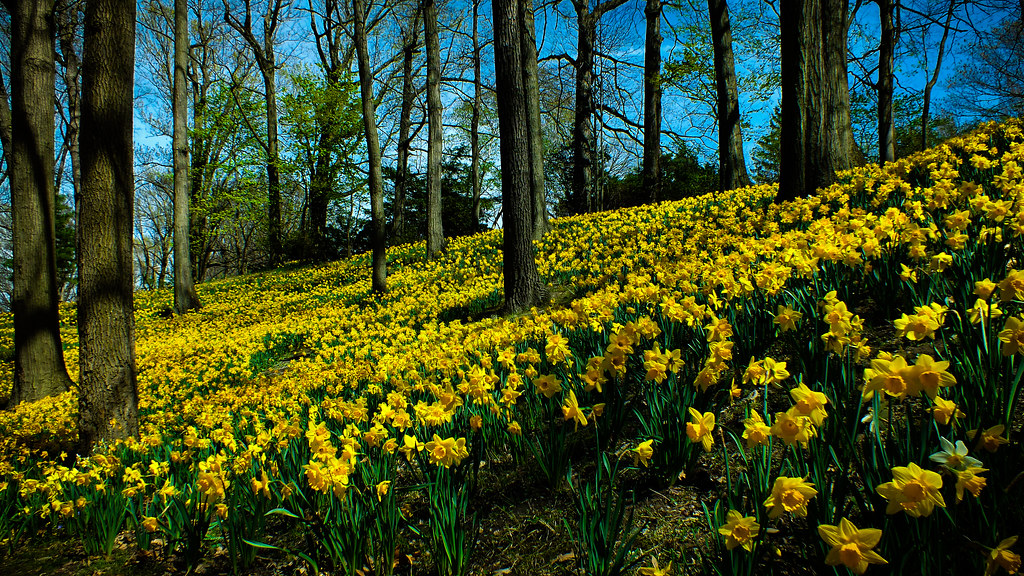 Daffodil Hill Lake View Cemetery Cleveland, Ohio PunkRawkRiotGrrl