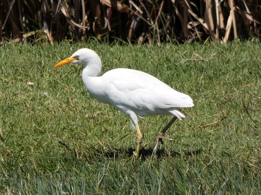Western Cattle Egret Honeydew Dam, Greendale, Harare, Zimb… Flickr